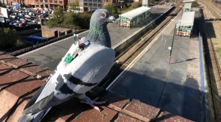 Pigeon Sensors 1552915558