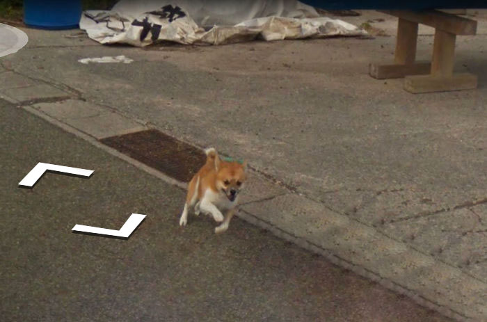Tiny Dog Follows Street View Car Kagoshima Japan00