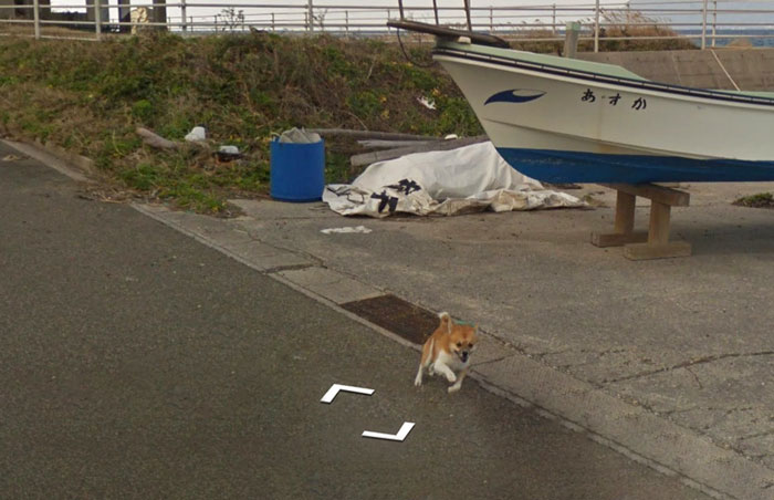 Tiny Dog Follows Street View Car Kagoshima Japan00