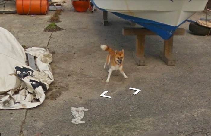 Tiny Dog Follows Street View Car Kagoshima Japan00