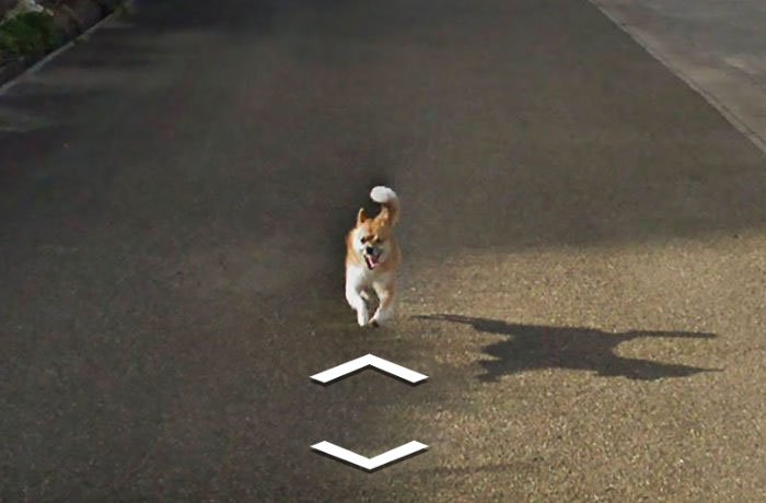Tiny Dog Follows Street View Car Kagoshima Japan00