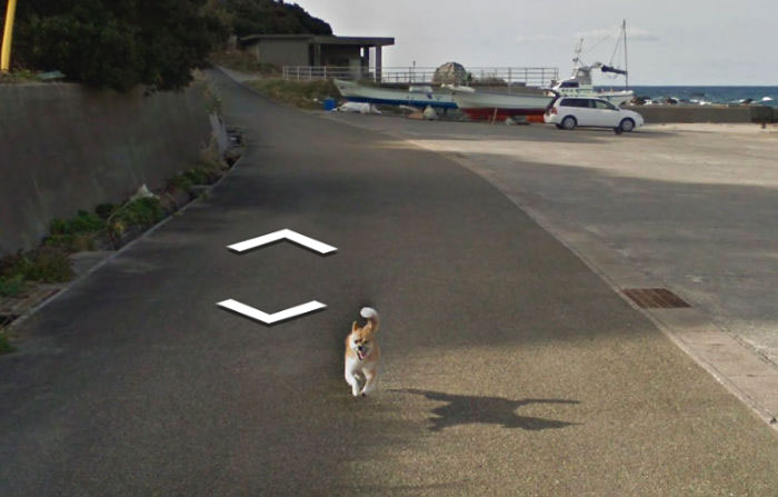 Tiny Dog Follows Street View Car Kagoshima Japan00