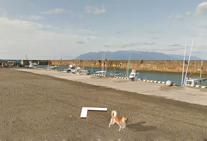 Tiny Dog Follows Street View Car Kagoshima Japan01