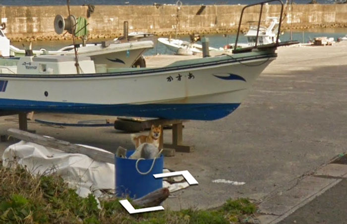 Tiny Dog Follows Street View Car Kagoshima Japan01