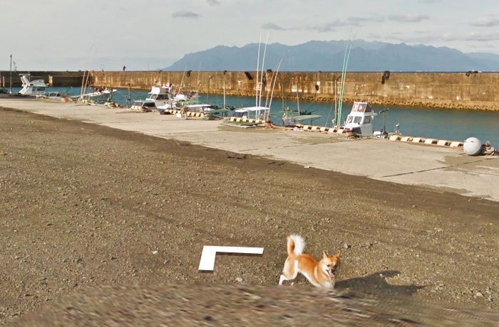 Tiny Dog Follows Street View Car Kagoshima Japan01