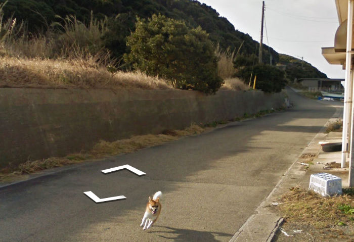 Tiny Dog Follows Street View Car Kagoshima Japan01