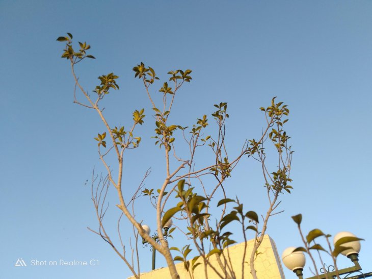 Realme-C1-review-photo-3