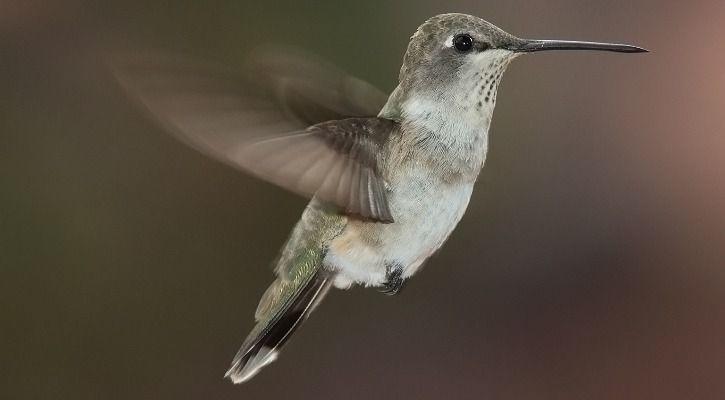 Hummingbird 1557749951