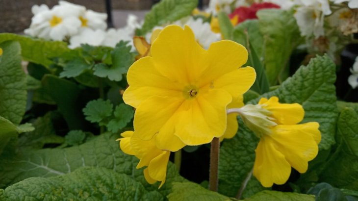 Realme 3 Camera Samples