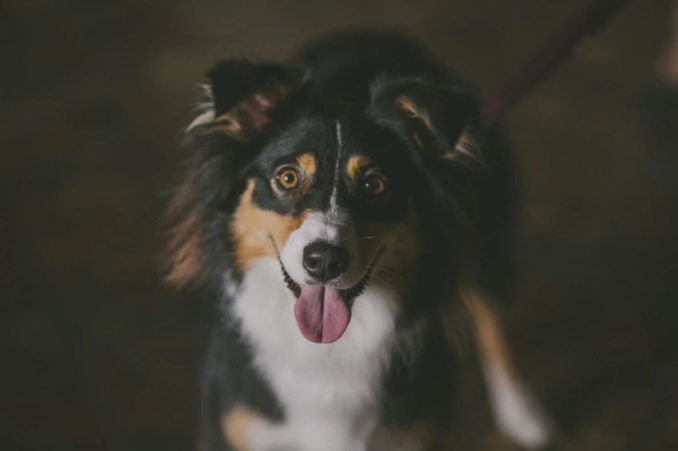 Counting-Collie
