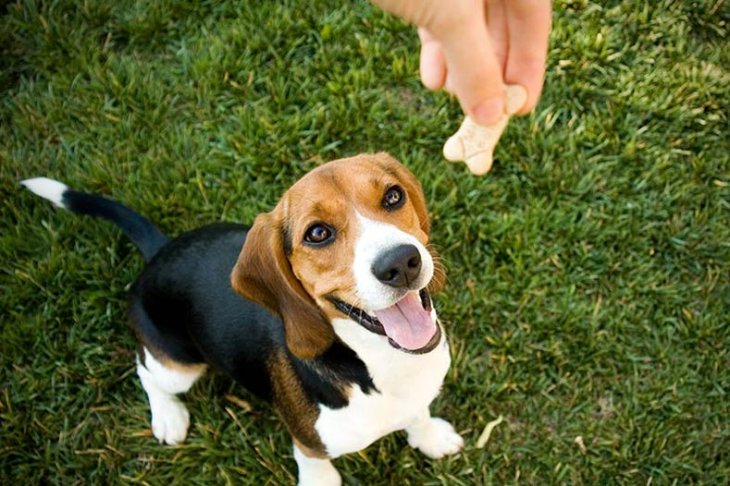 Dogs-Counting-Treats