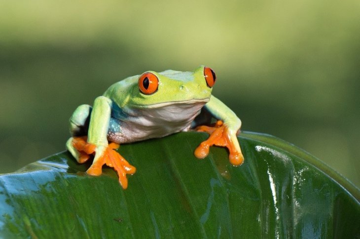Frogs-Counting