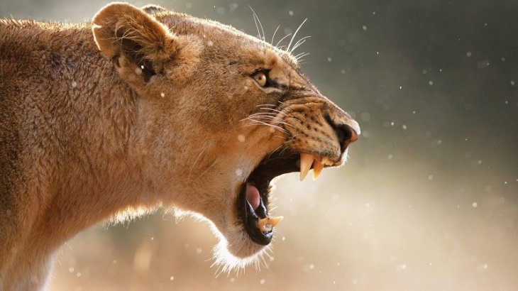 Lioness-Counting
