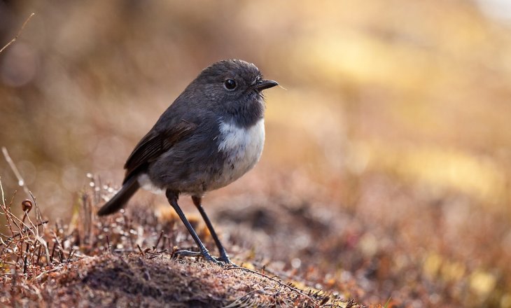 New-Zealand-Robin