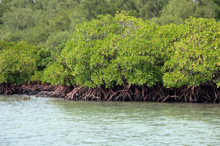 Mangroves-Thane-Train-Station