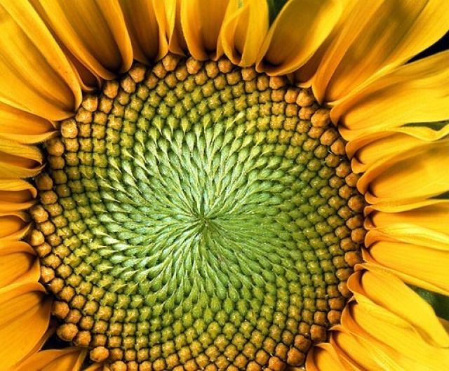 15 Examples Of Maths Patterns In Nature That Will Stun You MobyGeek