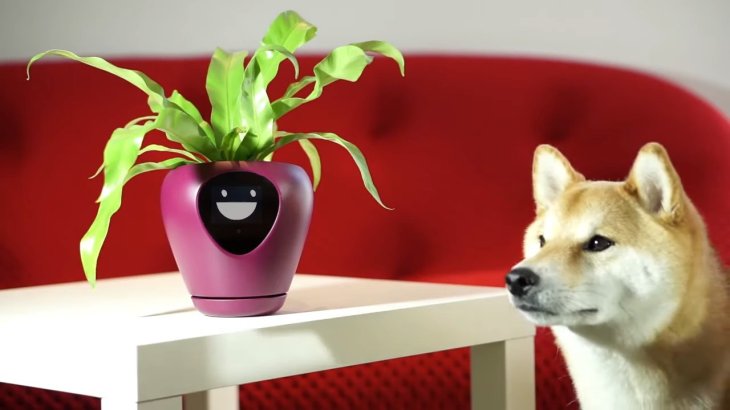 lua flower pot price