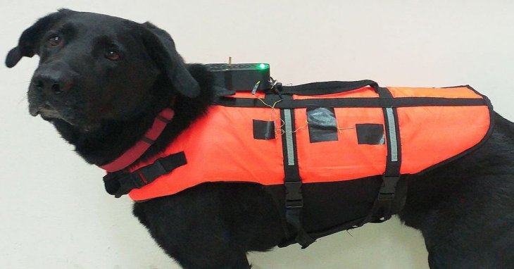 haptic-vest-for-dog-control