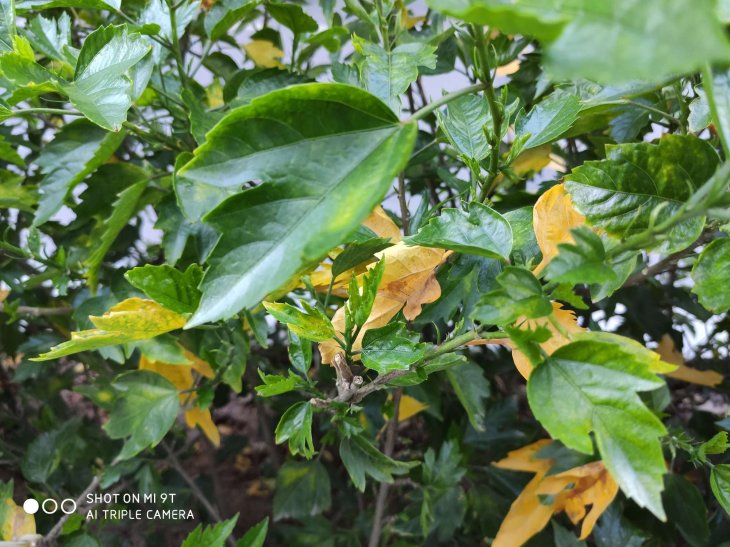 Xiaomi Mi 9t Camera Photo 1