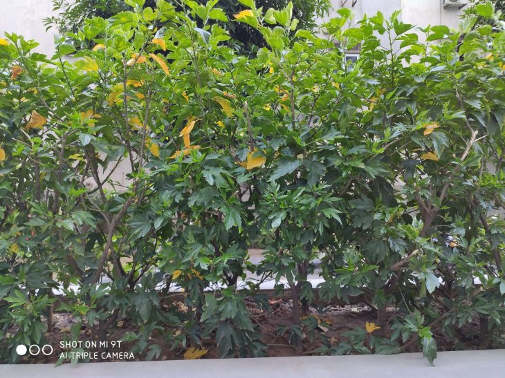 Xiaomi Mi 9t Camera Photo 3