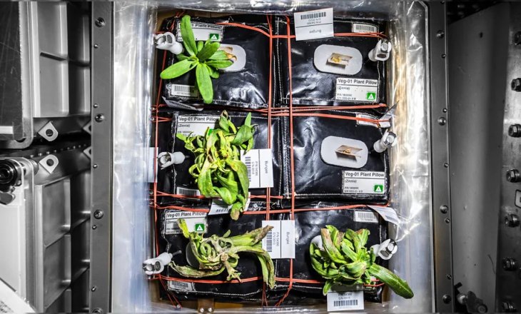 Astronauts Moon Feast The First Fruit Ever Eaten In Space - jolmkt3