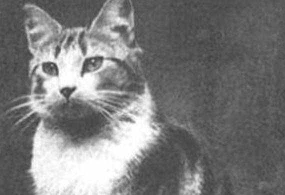 faith-cat-bravery-war