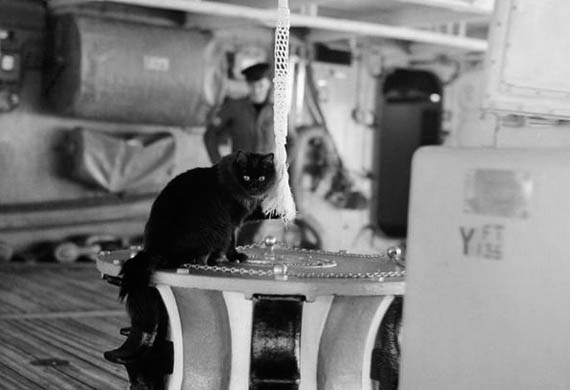 Tiddles-Ships-Cat-war
