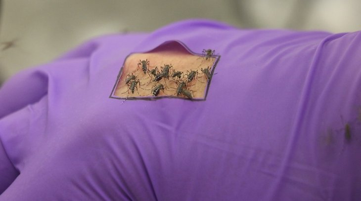 mosquito-graphene
