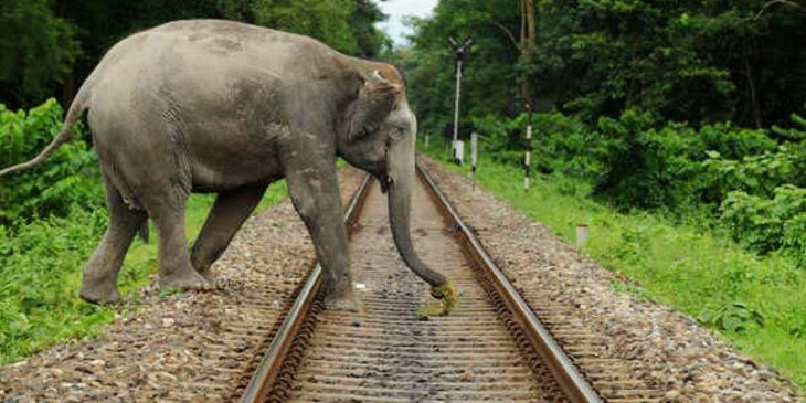 Elephant-crossing-railway
