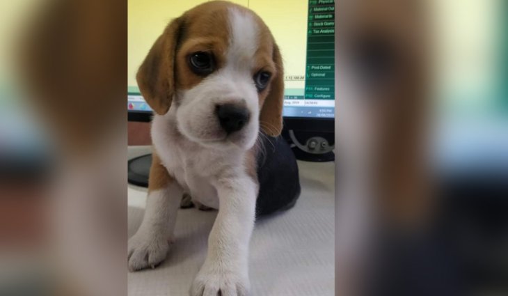 dottu-beagle