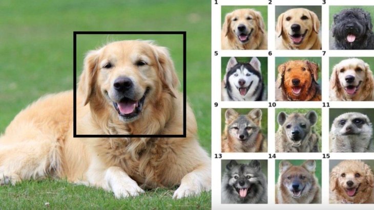 See What Your Dog Would Look Like As Another Animal With This AI Tool ...