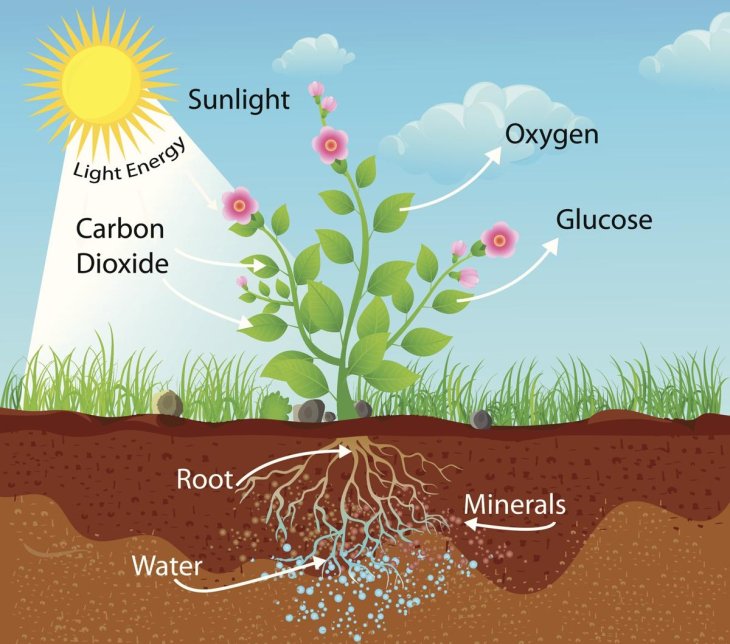 image-result-for-photosynthesis-and-cellular-respiration