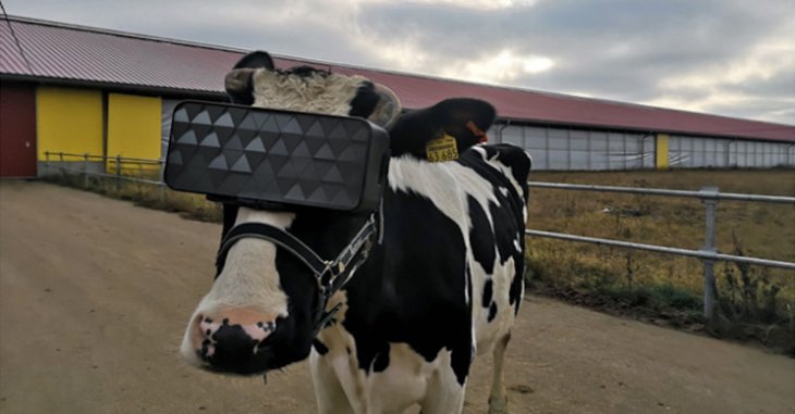 cow-vr-headsets