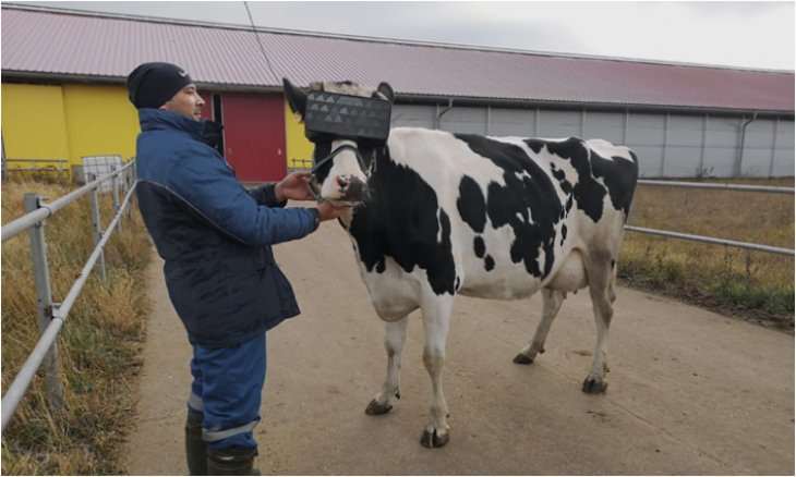 vr-cow-and-farmer