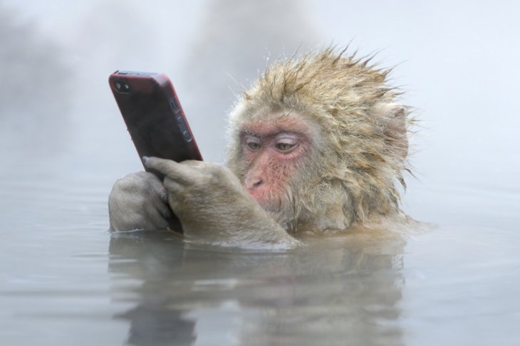 Smartphone Monkey