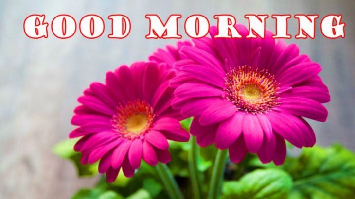 Good Morning Flower Images 784x441