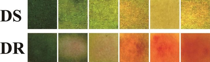 smart-bandage-bacteria