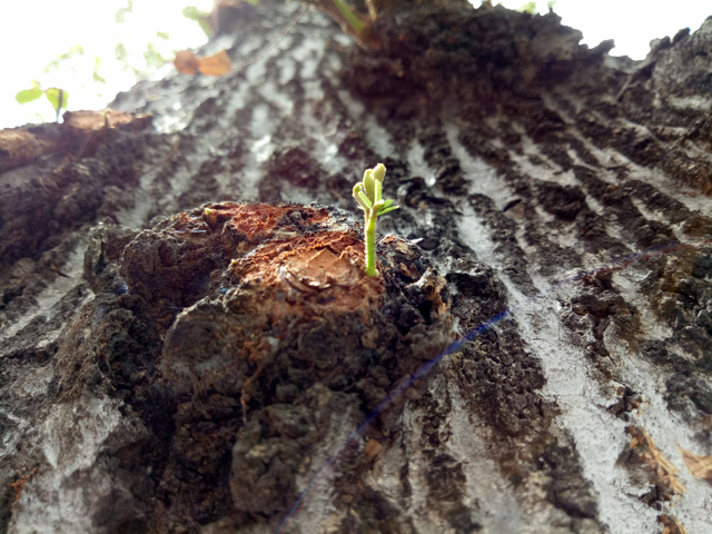 Oppo F1s Price In India 13