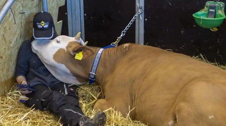 5G cows fitbit