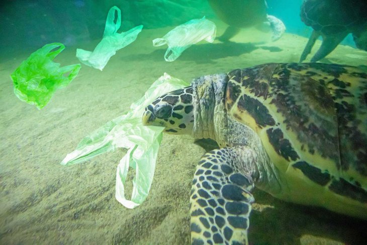 Sea Turtles Are Dying In Large Numbers Because They Eat Plastic