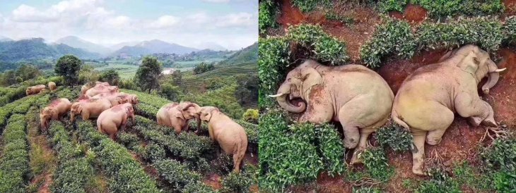 Elephants Drunk Corn Wine