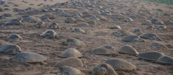 400,000 Turtles Laid Eggs Freely On The Beach Thanks To...CO.VID-19 As ...