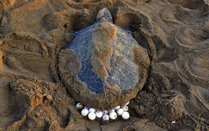 The nesting season for these turtles is in February and March
