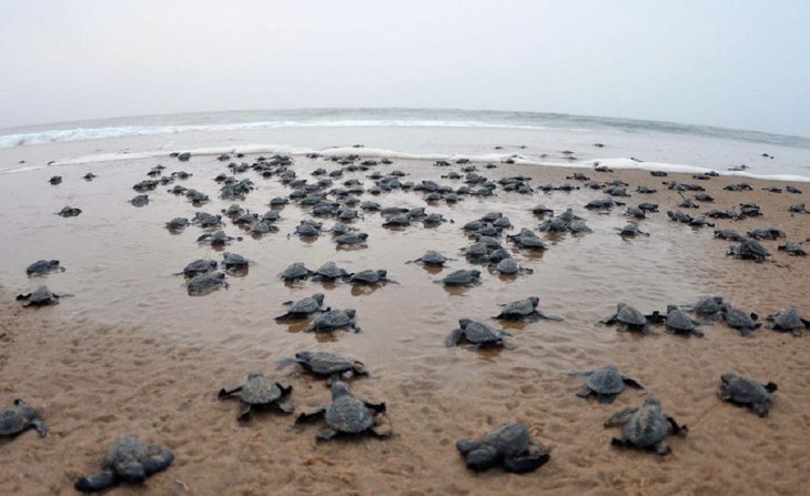  Over 400,000 olive ridley turtles laid eggs on the beach while all humans are locked down inside