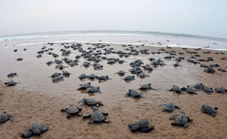 Over 400,000 olive ridley turtles laid eggs on the beach while all humans are locked down inside