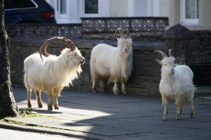 lockdown UK mountain goats