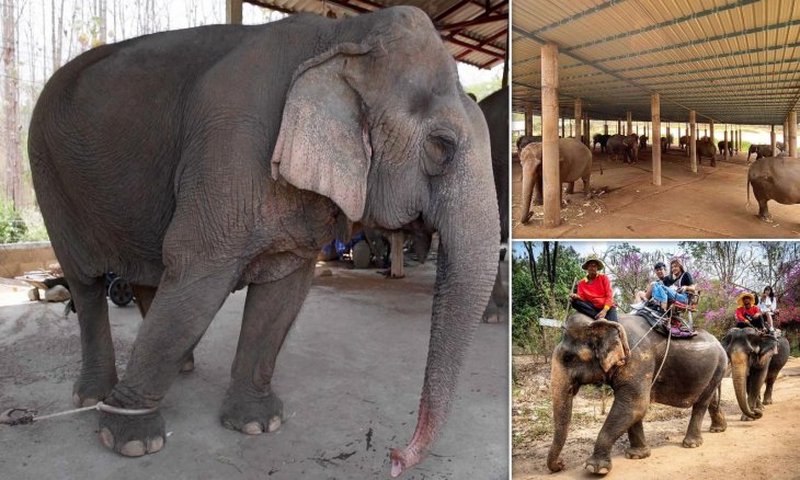 elephants thailand covid-19