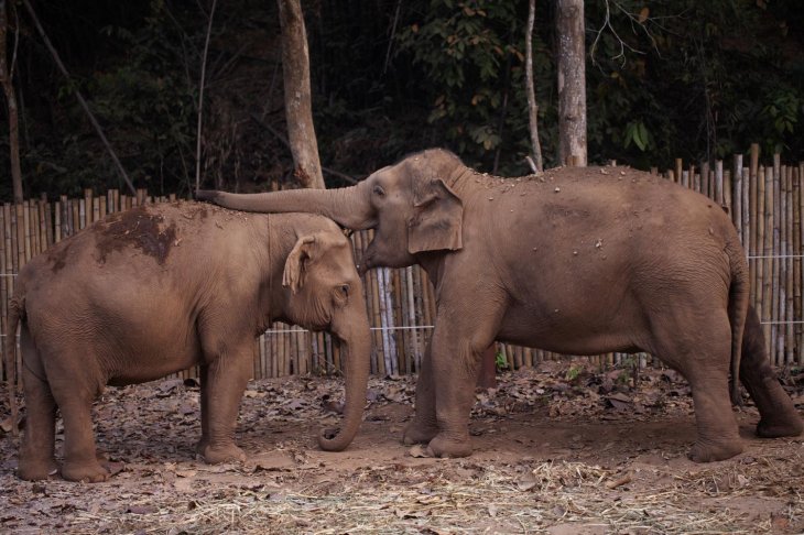 elephants starve thailand covid-19 
