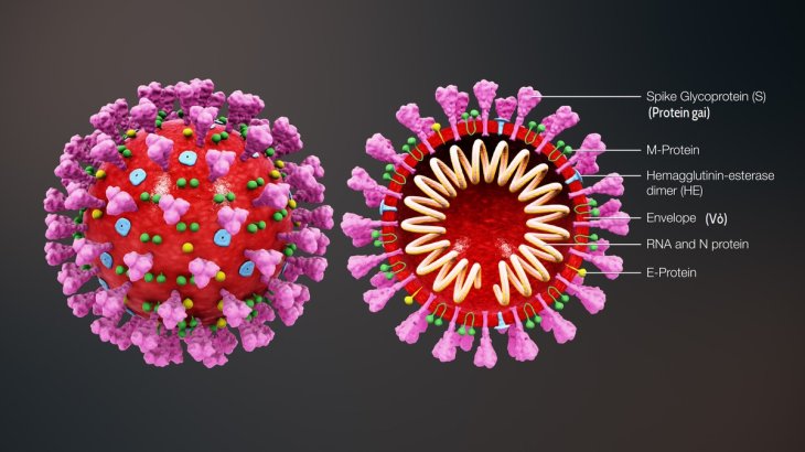 Coronavirus Structure