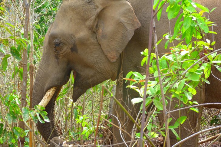 elephants thailand tourism starve 